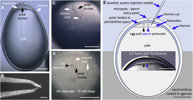 Microinjection Method for Squid Embryos